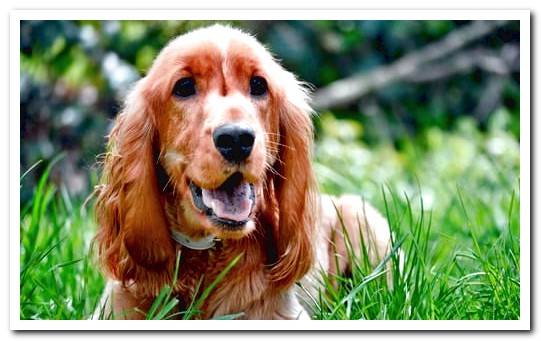 cocker spaniel dog