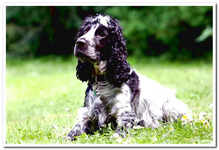 dog-cocker-in-the-garden