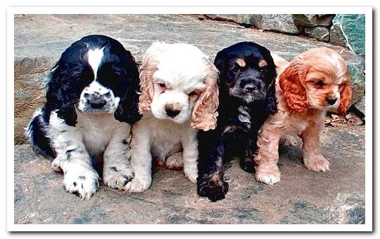 colorful cocker spaniel puppies