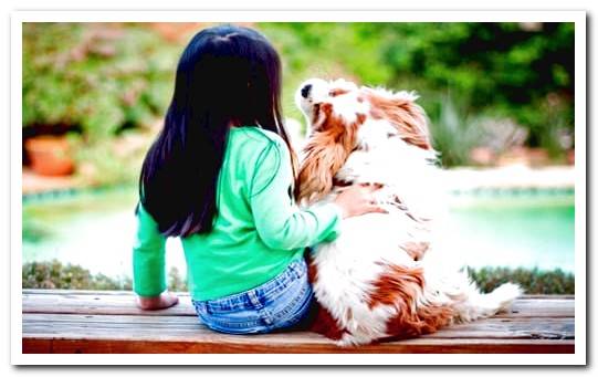 cocker spaniel with boy