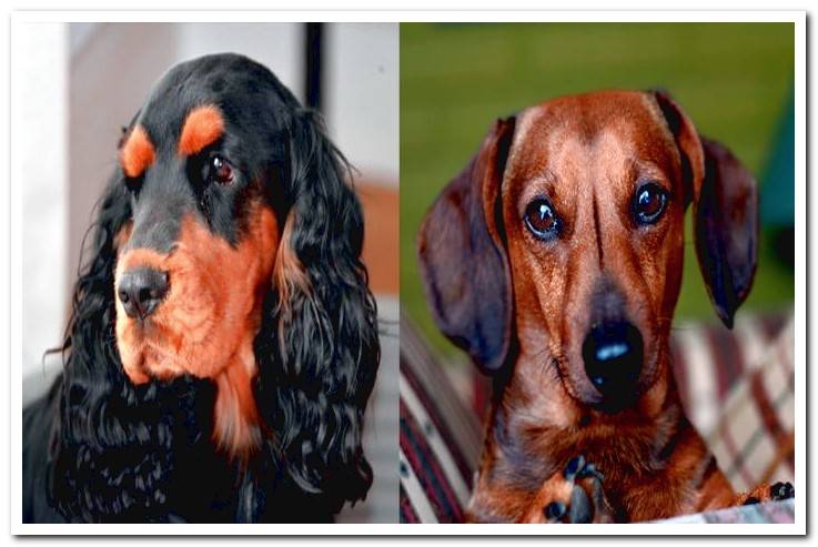 cocker-vs-dachshund