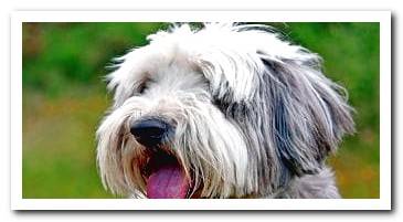 bearded collie face