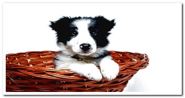 collie dog