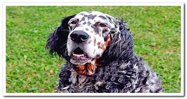 copy of English Setter