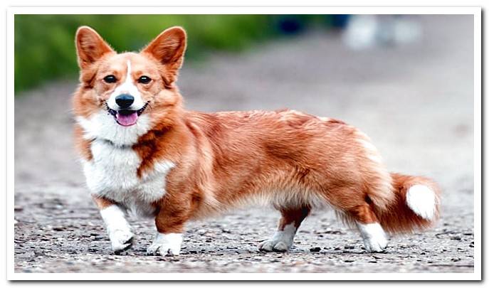 corgi wales