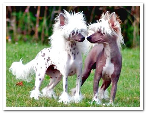 chinese crested hairless dog