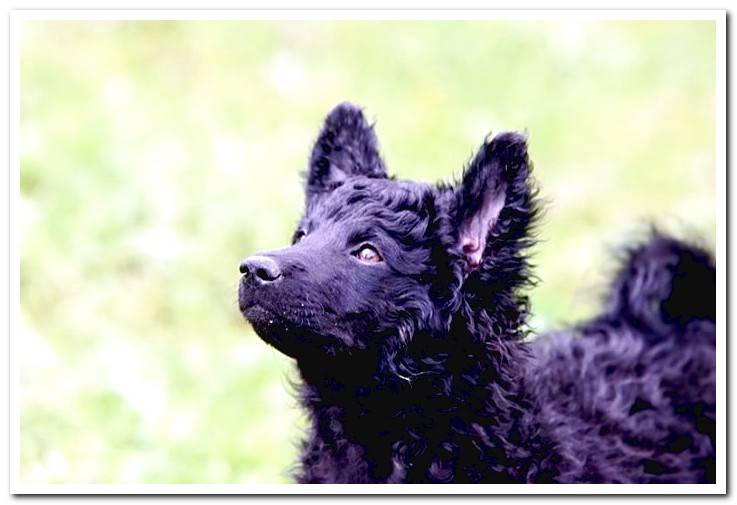 puppy-of-croatian-shepherd