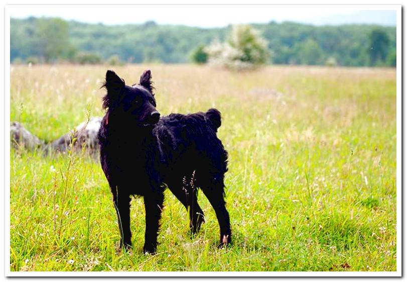 croatian-shepherd