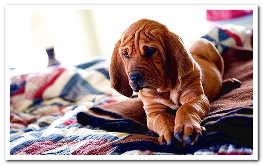 Bloodhound or St. Hubert dog - Character and care