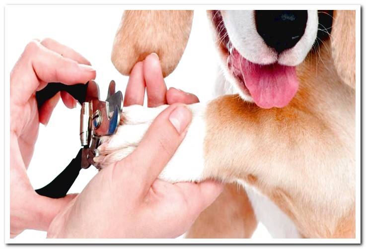 cut-nails-to-dog