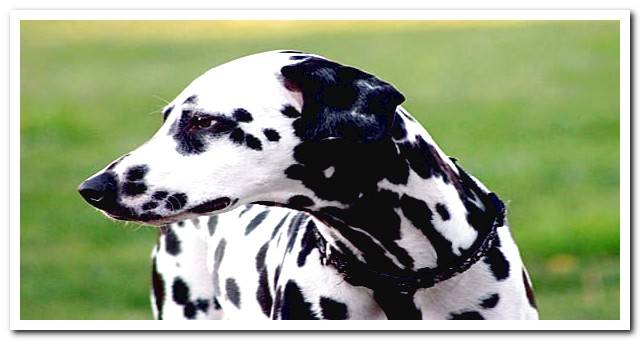 Dalmatian dog