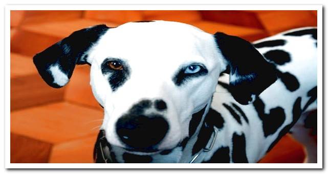 dalmatian with heterochromia