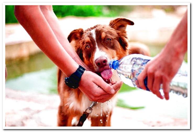 dog-dehydrated-drinking-water