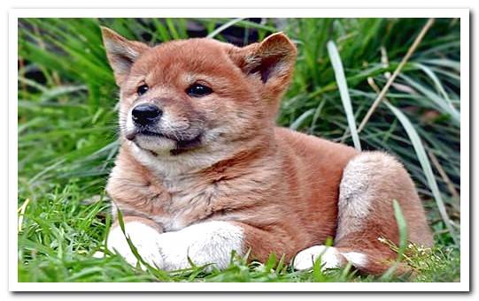 dingo puppy