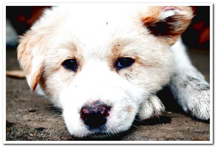 How often does a dog need to be dewormed? Dogsis