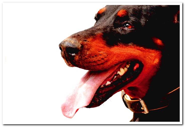 dog-doberman