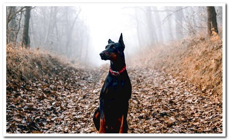 dog-doberman-in-the-forest