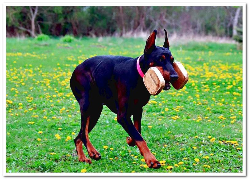 dog-doberman-playing