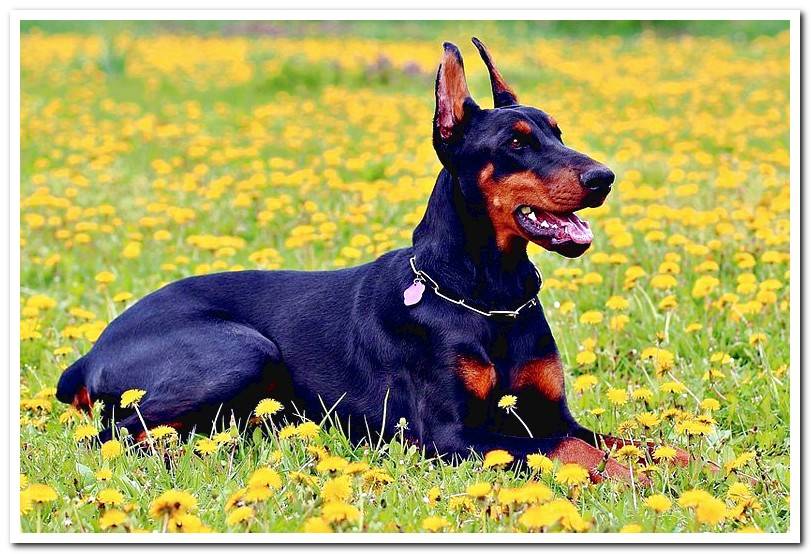 doberman-lying-in-the-garden