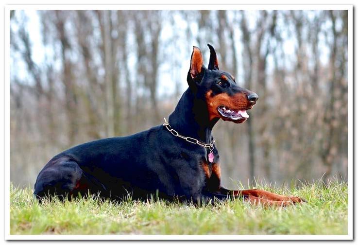 doberman-lying-on-the-grass