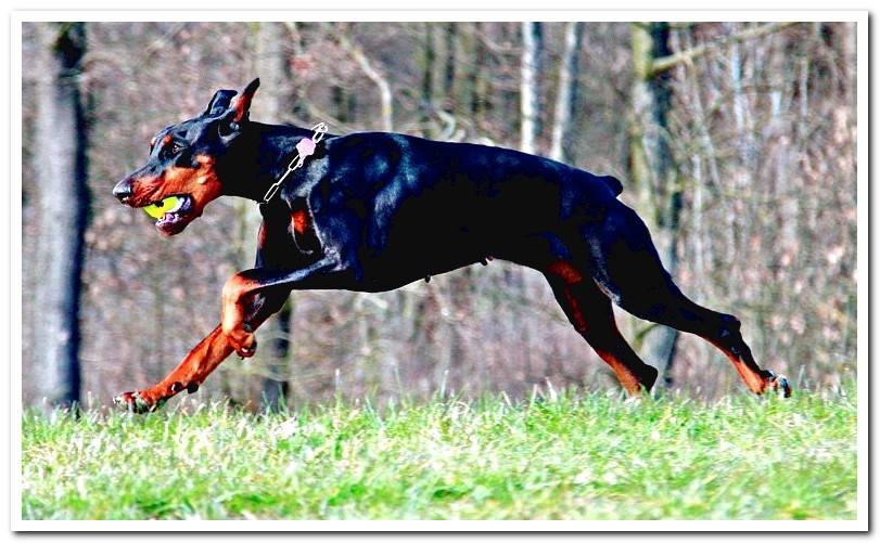 Doberman dog playing ball