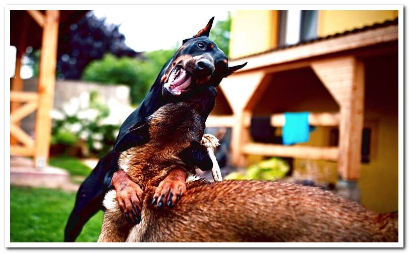 Doberman playing with another dog