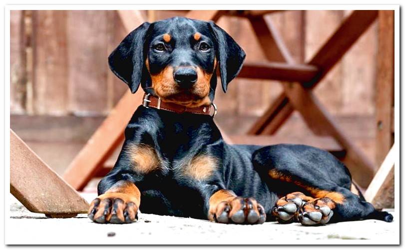 doberman puppy