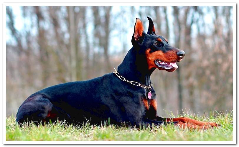 Dog of the Doberman breed lying on the grass