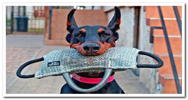 doberman dog during training exercise