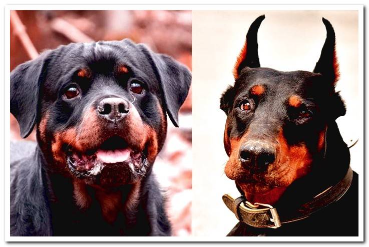 doberman-vs-rottweiler