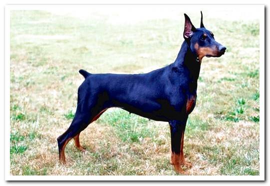 doberman female