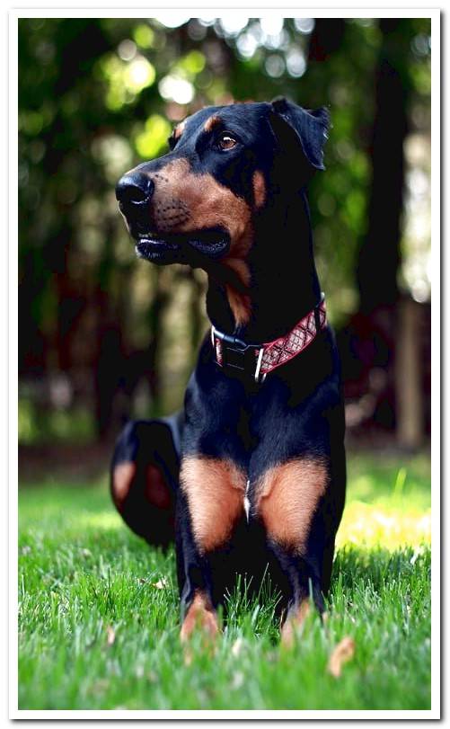 doberman