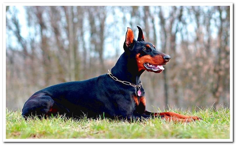 doberman dog sitting on the grass