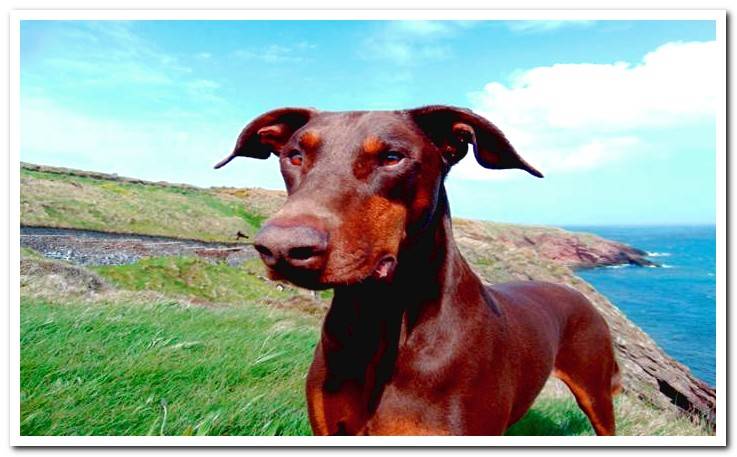 brown doberman dog