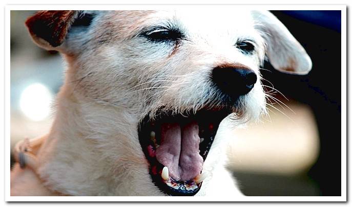 Dog with open mouth and pale tongue