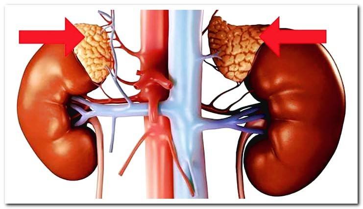 adrenal-glands-dog