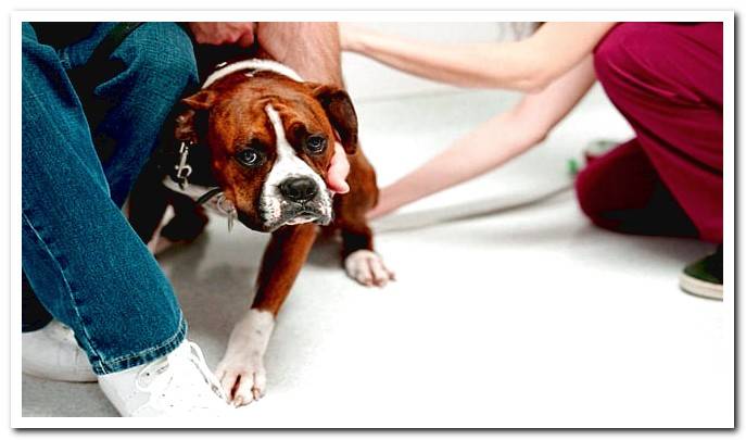 dog afraid of the vet