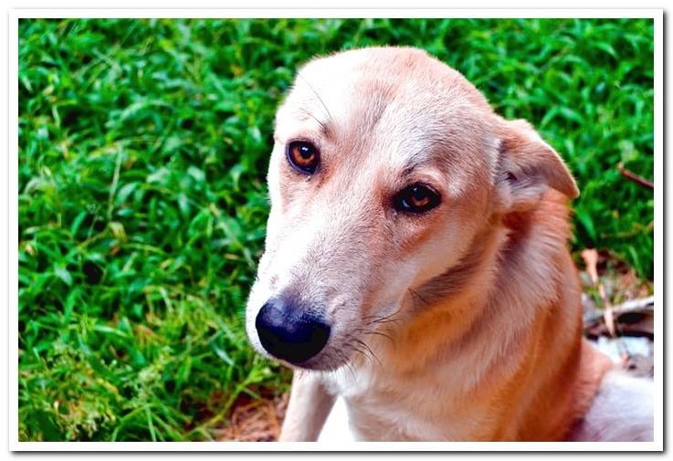 dog-after-eating-grass-by-parasites