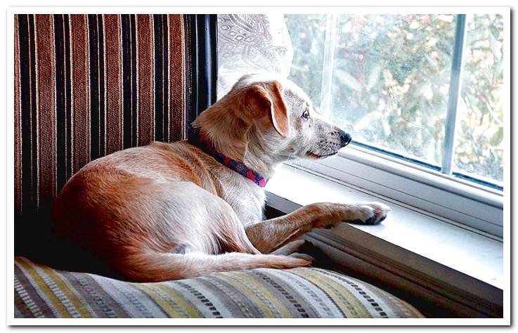 dog-alone-at-home-looking-out-the-window