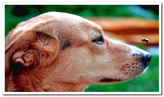 dog and bee