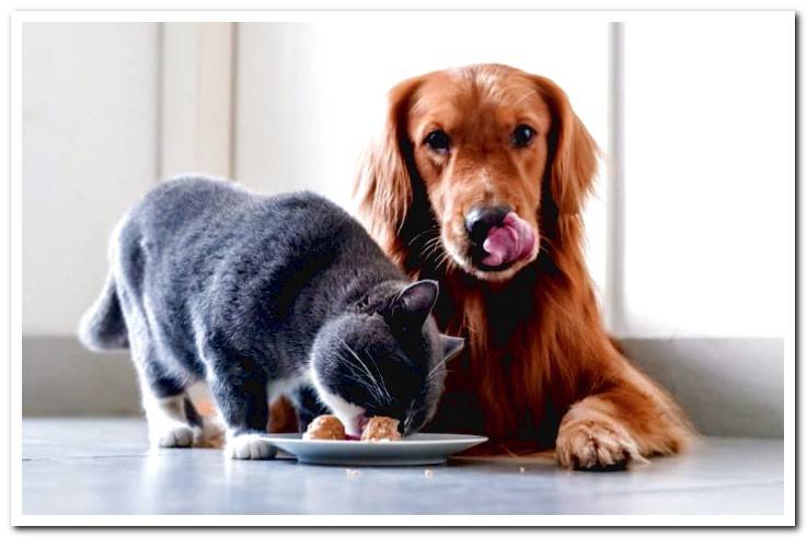 dog-and-cat-eating