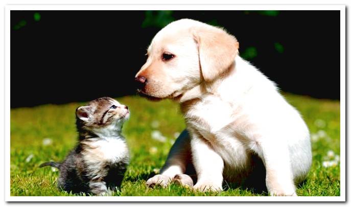 Dog and cat on the sofa