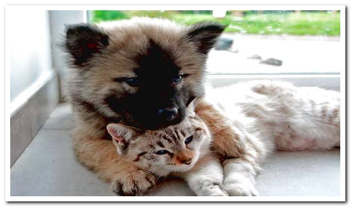 Dog and cat puppies playing