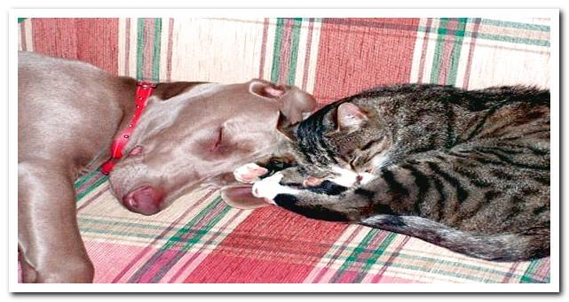 dog and cat sleeping together