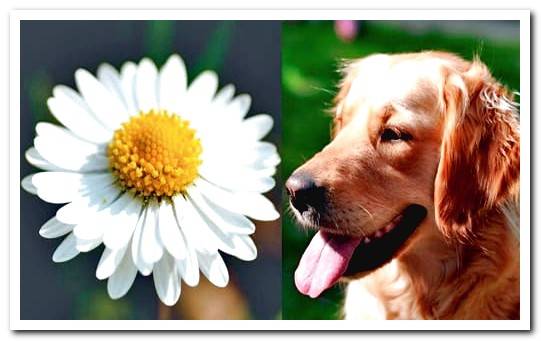 dog and chamomile