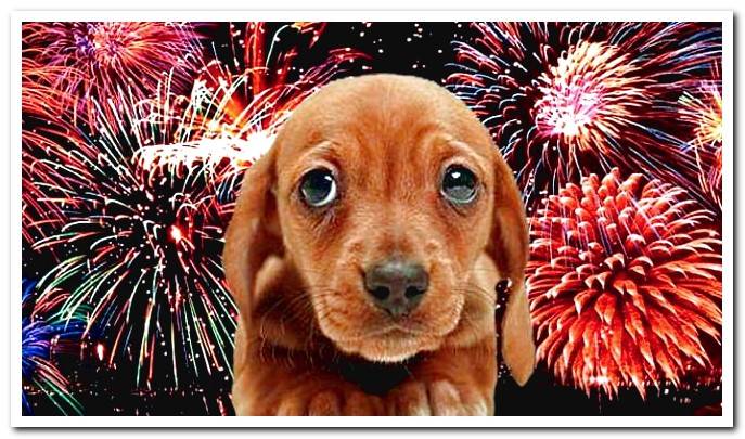 dog and fireworks