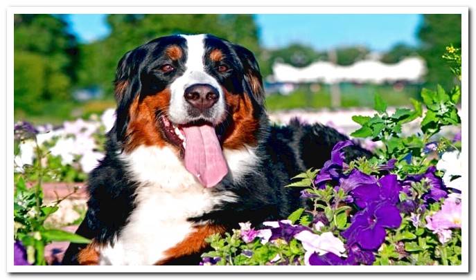 dog with flowers bach