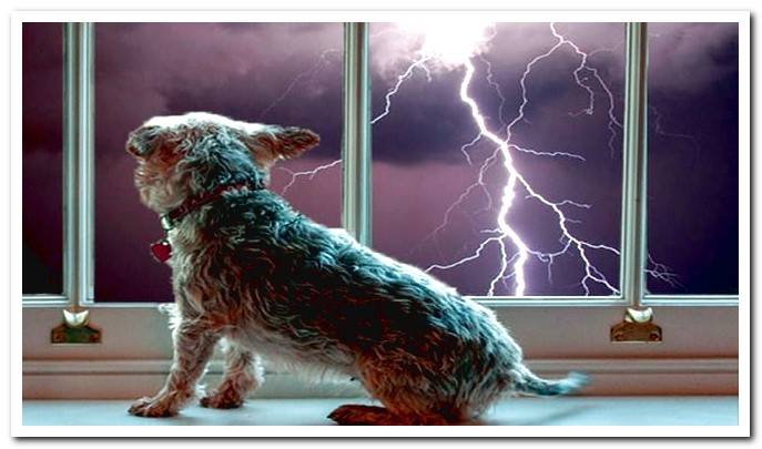 dog and storm