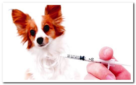 dog and vaccine