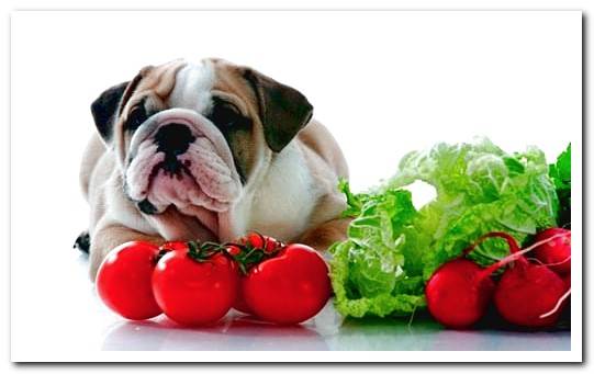 dog and vegetables